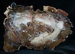 Beautiful Hubbard Petrified Wood Slab - x #7625-1